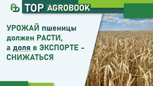 Урожай пшеницы должен расти, а доля в экспорте - снижаться | TOP Agrobook: обзор аграрных новостей