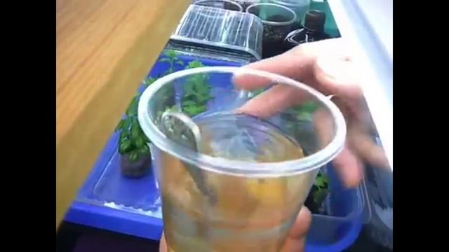 2197. А Вы чем подкармливаете черенкованные растишки?