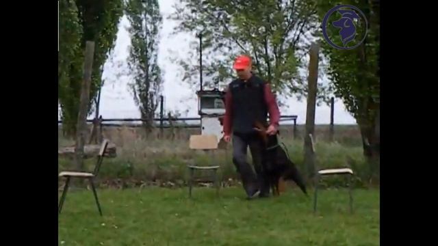 Как дрессировать добермана? Школа дрессировки POSLUSHNO.RU