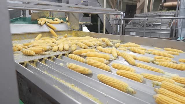 Как делают сладкий кукурузный крем для супа. Переработка урожая кукурузы. смотреть онлайн