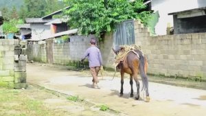 Деревенская жизнь на границе Вьетнама и Китая. Кормление коров, сушка риса и ткачество льна в горах