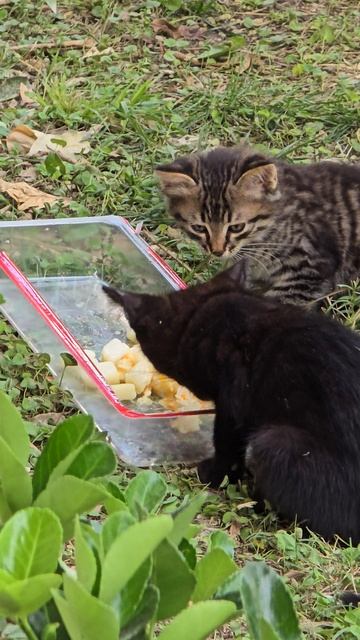 Турецкие котятя любят наш рыбный суп. Снежок и Квадратик на обеде