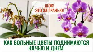 Как больные цветы поднимаются ночью и днем.