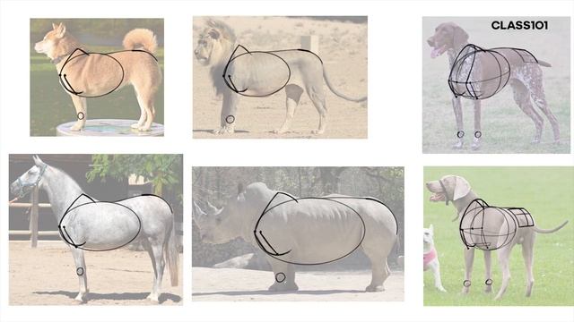 3-1 - The Basic Body Plan Of Mammals