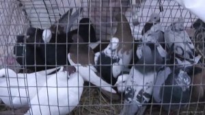 Ярмарка голубей Рязань 18 февраля 2024 . фильм2