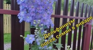 Дельфиниум посев семян в январе