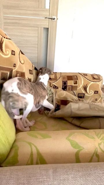 Для настроения ☀️ Из архива, моя собака Юна