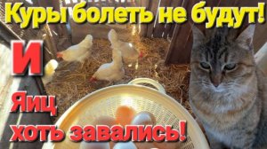Почему куры несут яйца как из пулемета!? Секрет успеха в деревне! Городским не смотреть