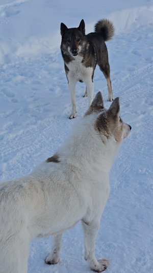 Перед вольером