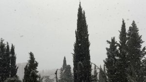 Ялта. Миндаль цветет и снег идет, белая метелица! 3 февраля 2026 г.  Крым. Crimea. Yalta.