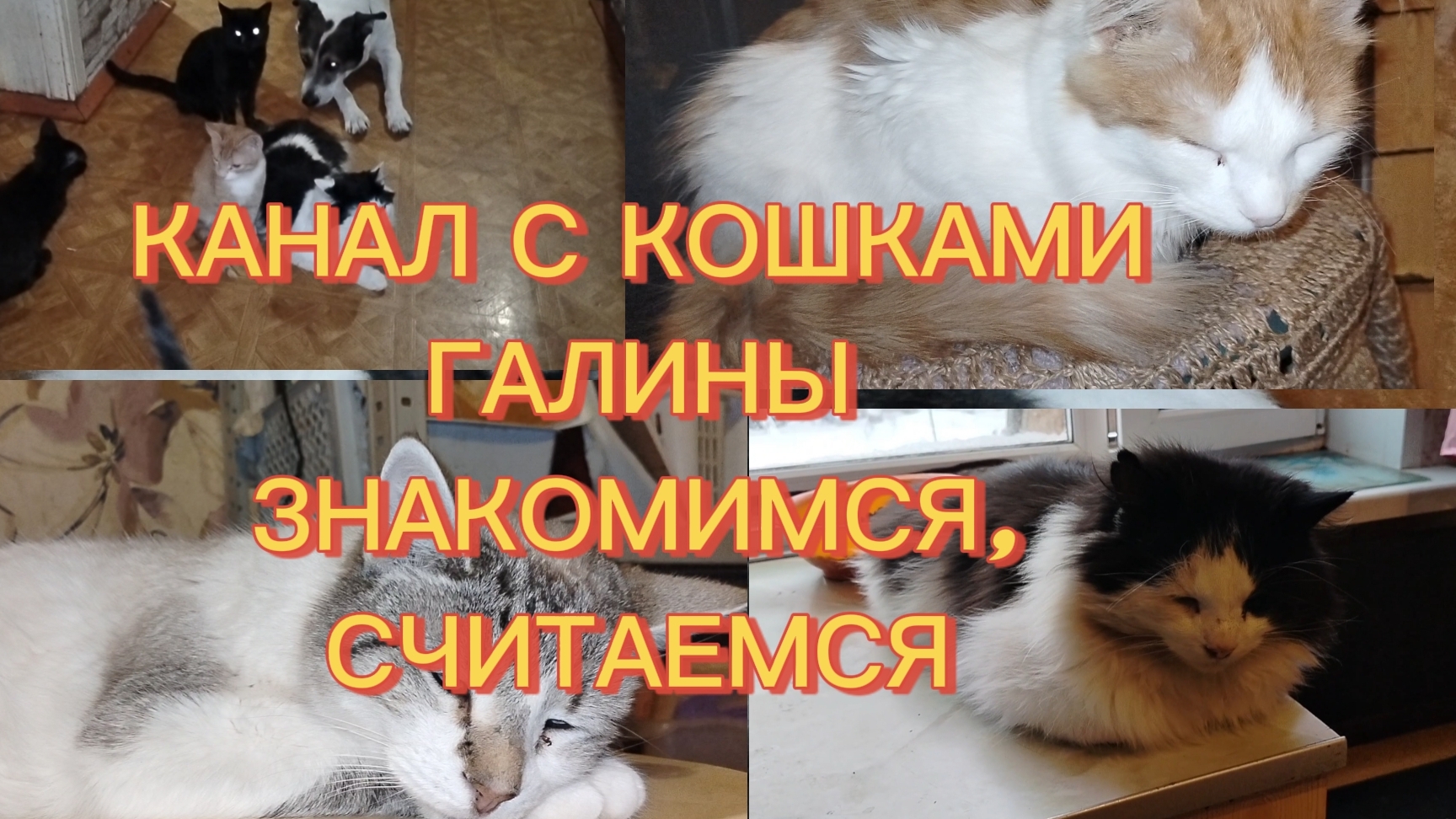 КАНАЛ С КОШКАМИ 🐈😸😽😻😼 ГАЛИНЫ.ЗНАКОМИМСЯ.СЧИТАЕМСЯ