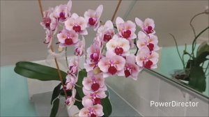 Обзор цветения орхидей в феврале 2026 г.