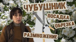 Агротехника, посадка обрезка и размножение чубушника, советы питомниковода