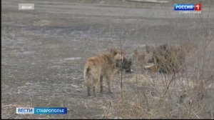 Ставропольцы жалуются на агрессивных собак