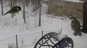 Синица  делает кря?