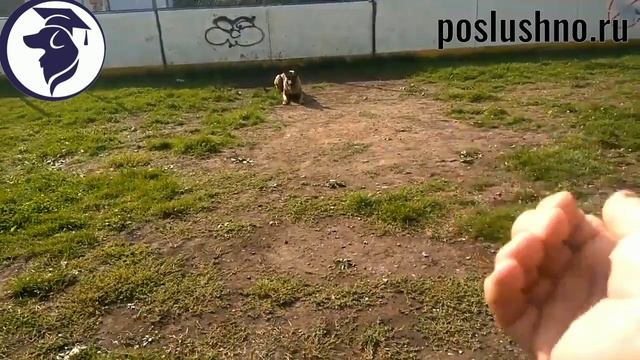 Как дрессировать малинуа? Школа дрессировки poslushno.ru