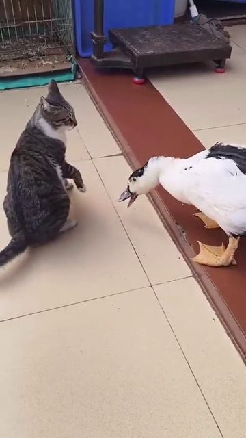 Битва смотреть онлайн