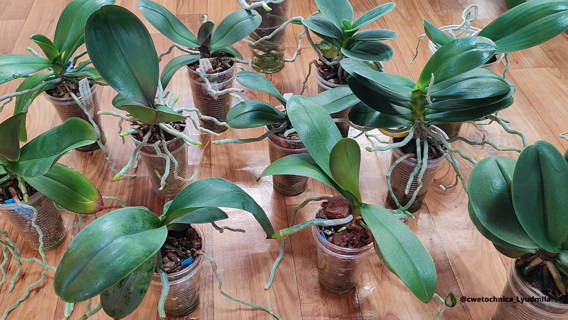 Пересадка азиатских подростков