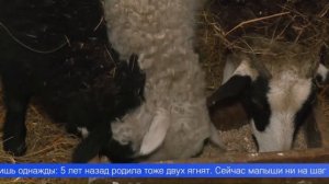 Пополнение в первоуральском мини-зоопарке