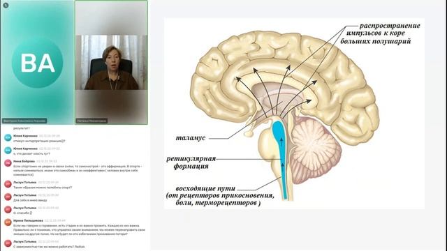 Как работает мозг? Часть 1,5: древние программы поведения.   Можно ли быть свободными от них?