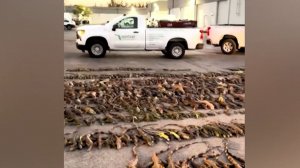 Тысячи игуан в состоянии анабиоза упали с деревьев в американской Флориде