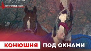 Конюшня под окнами. ГОРЯЧАЯ ЛИНИЯ