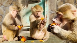 Догадываемся, чья Люся ДОЧЬ))) Степка Маню - я ее гоню, она гоняется! Весна пришла - ГРИФЫ КУПАЮТСЯ!