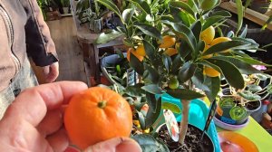 Студёный день, экзотические плоды и новый гравёр