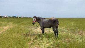 Крым Феодосия Красивые Молодые лошади Вся Правдивость