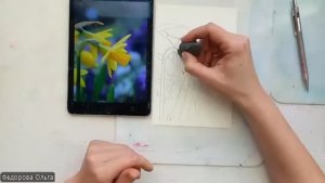 Акварель. Нарциссы