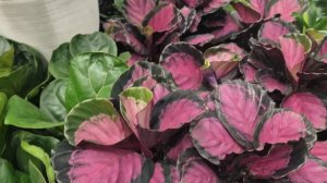 СЕМЯН МНОГО НЕ БЫВАЕТ...МЫ ПО МАГАЗИНАМ