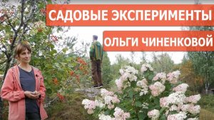 Гортензии и лапчатки в ландшафте карельских скал – прогулка по саду