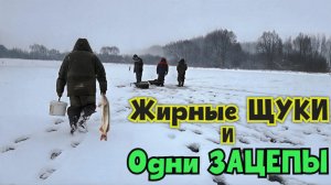 Надёргал жирных щук и словил кучу Зацепов на Зимней РЫБАЛКЕ! Жерлицы-2026. Михалыч на тайном пруду!