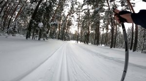 Заказник «Сосновые леса на песчаных дюнах»  зимнее знакомство на лыжах часть 1 2025 год