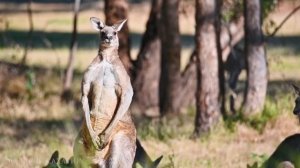 Природа всего мира. Животные в природе с успокаивающей,спокойной музыкой для медитации,сна,отдыха