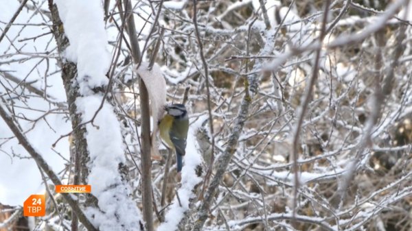 Поможем птицам