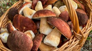 Белые грибы - Боровики. Сбор грибов в Красновишерском районе Пермского края.