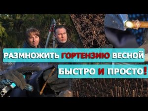 Весеннее черенкование гортензии метельчатой Ольгой Чиненковой
