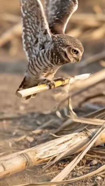 энциклопедия знаний смотреть онлайн