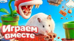 МАРИО ЛАБИРИНТ для Умного Хомяка 🐹 Хомяк попал в ИГРУ 🐹 Выбираемся вместе ! Видео для детей