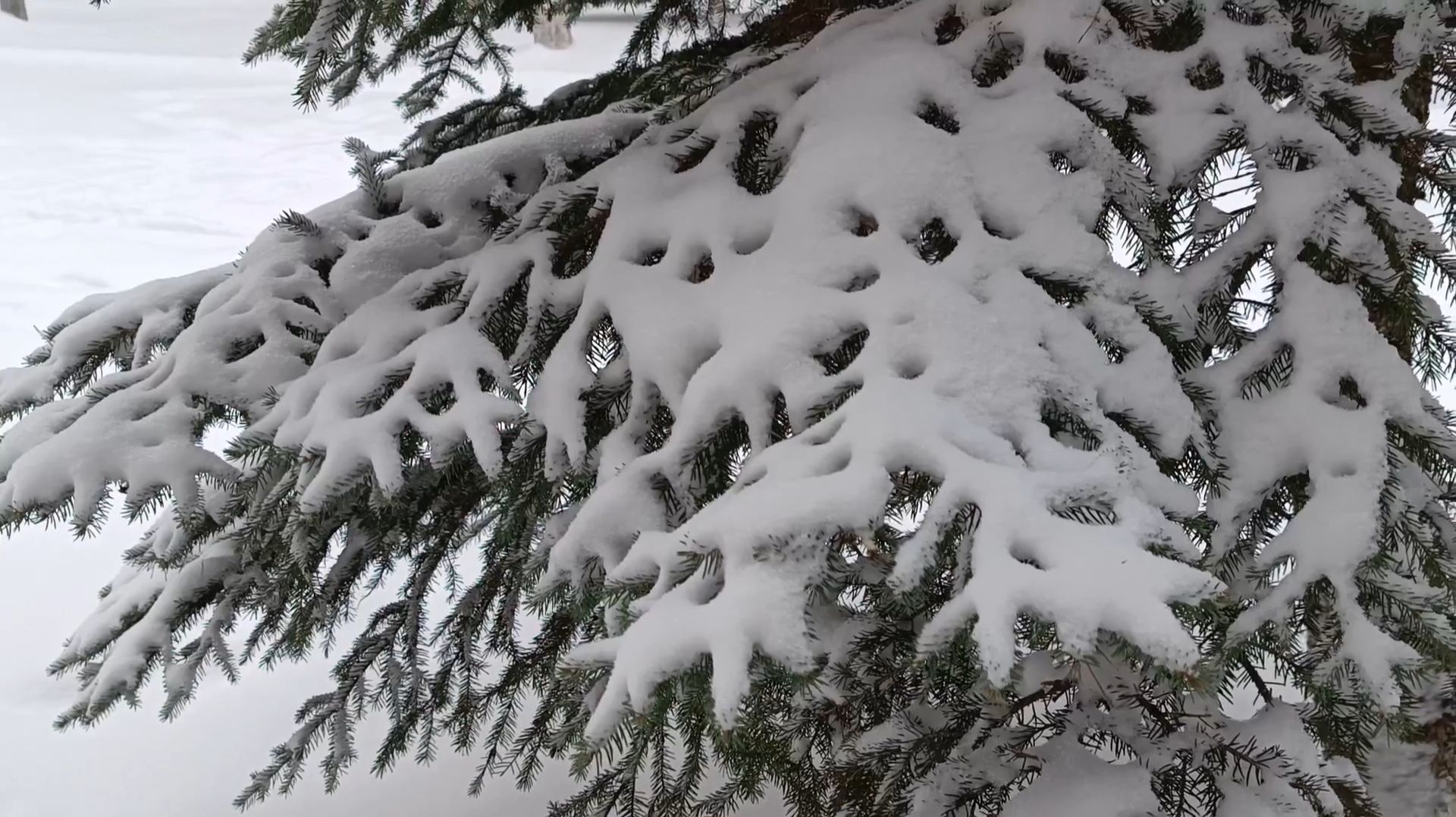 Беларусь зимой. Снег кружится, летает...