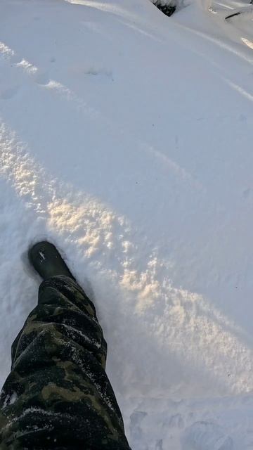 СКОЛЬКО СНЕГА В ЛЕСУ