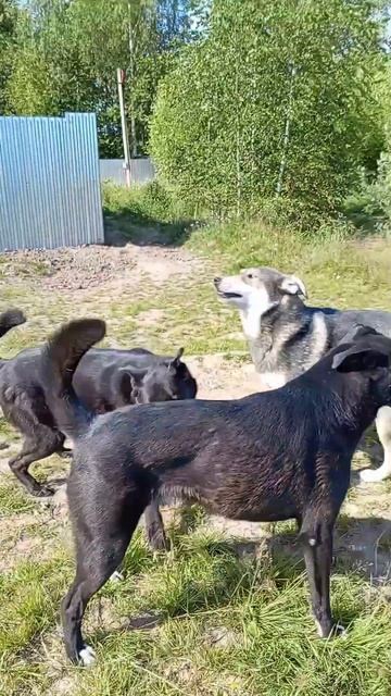 Кусочек лета, немного тепла, но и зима с собаками хороша!