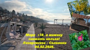 Море +18, а мимозу снимать запрещено! Лазаревское - Солоники 04.02.2026.