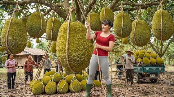 Собираю тонны джекфрута и везу на трицикле на сельский рынок. Фуонг. Вьетнам
