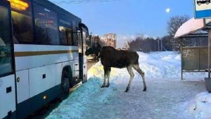В Подмосковье лось дождался автобус на остановке и попытался проникнуть в салон