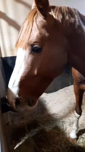 Братское сердце.