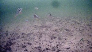 Реакция окуня на балансир с подсадкой искуственного малька (ПЫЗДРИК).