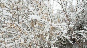 БЕЛОЕ БЕЗМОЛВИЕ