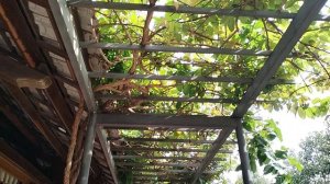 Сад подсолнухов во вьетнамской деревне мастеров